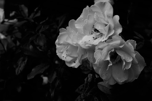 Black and white photo of a white flower on the right with a black white background