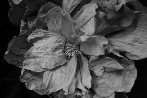 Black and white close up of a flower