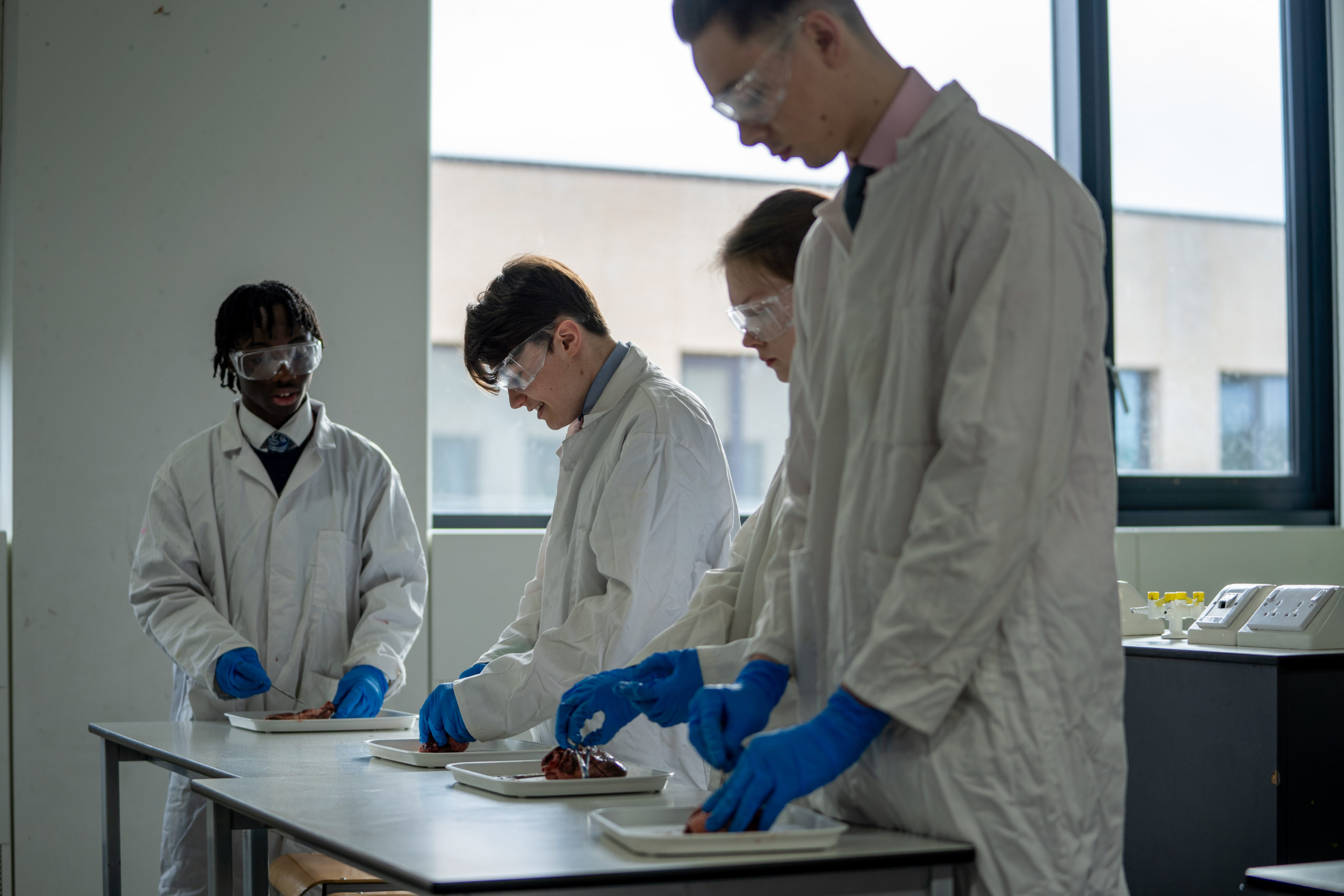 Four students dissecting an organ during a lab session