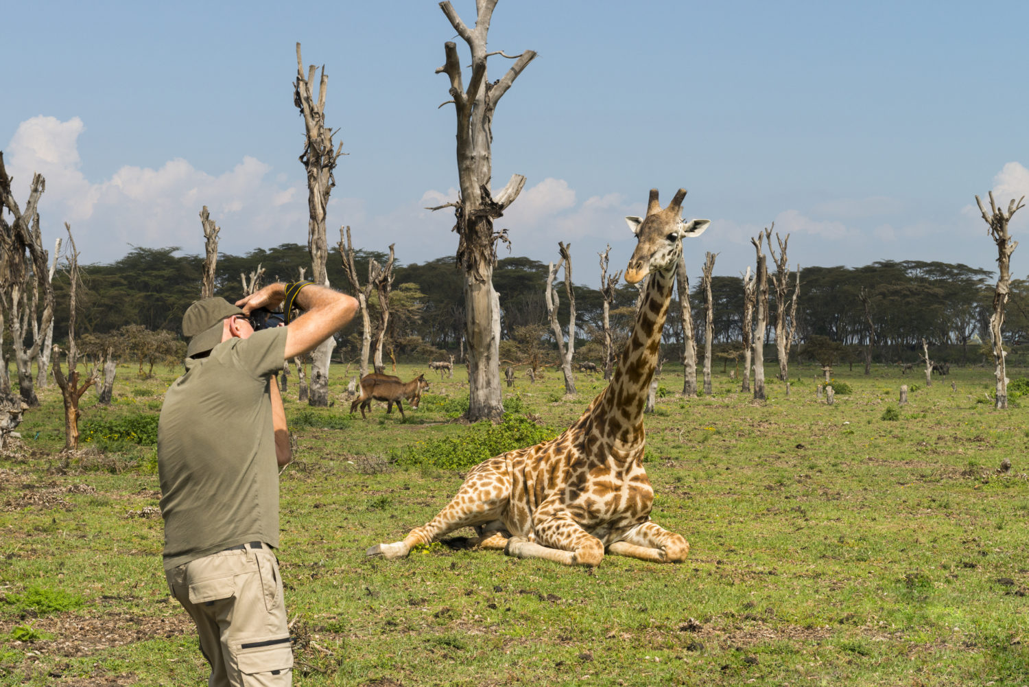 Seniors, man capturing wildlife, photographing giraffe in Africa